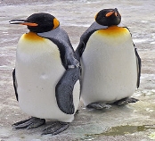 C:\Users\User\Desktop\275px-Penguins_Edinburgh_Zoo_2004_SMC.jpg